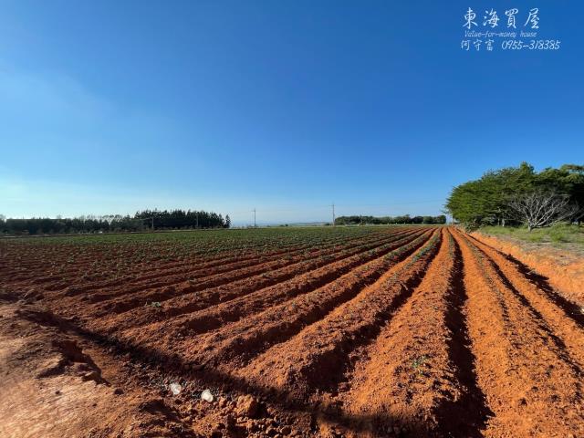 台中沙鹿山坡地-5