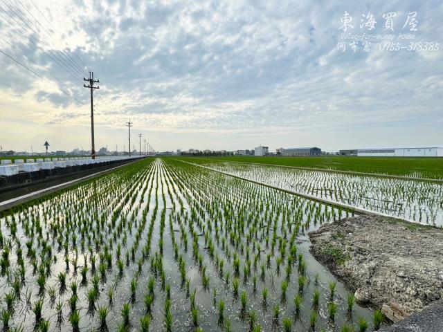 龍井農地-5