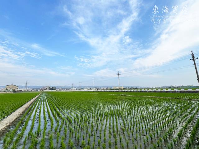 龍井農地-7