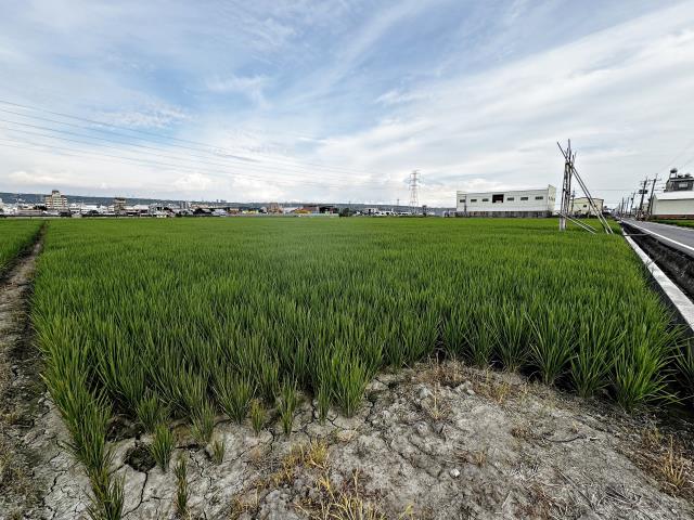 龍井農地-1