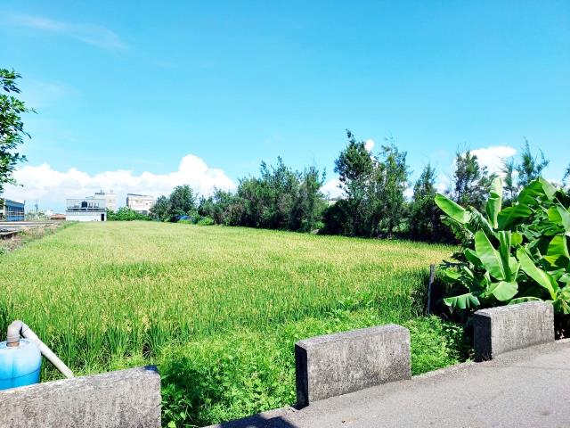 線西農地-2