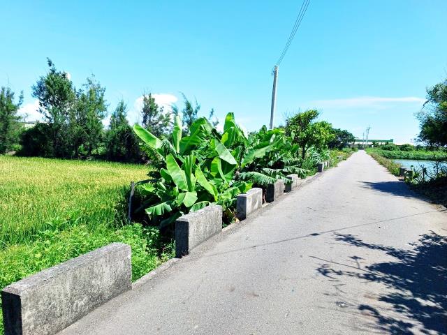 線西農地-3