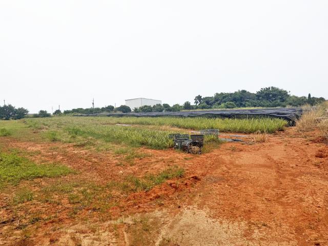 台中沙鹿農地-0